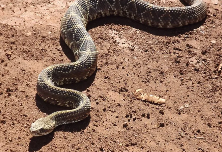 4 Serpiente Cascabel o Mboi chini Centro Educativo Los Laureles